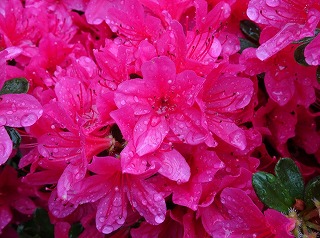 つつじの花と雨粒